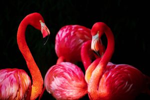 flamingo-676954