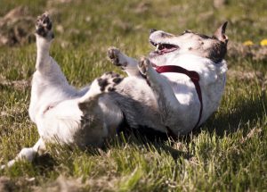 perro en el cesped